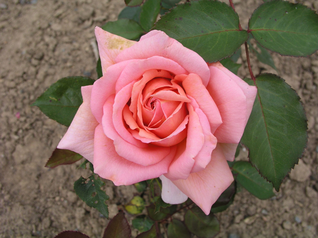 růže Wellworth