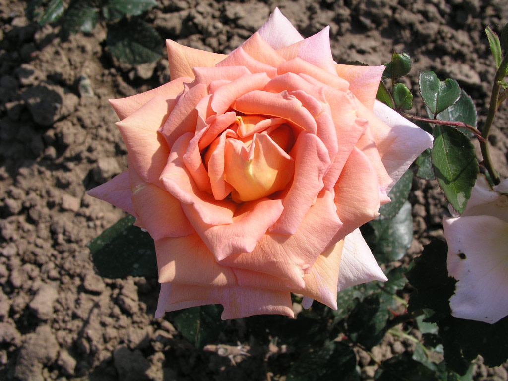 růže Wellworth