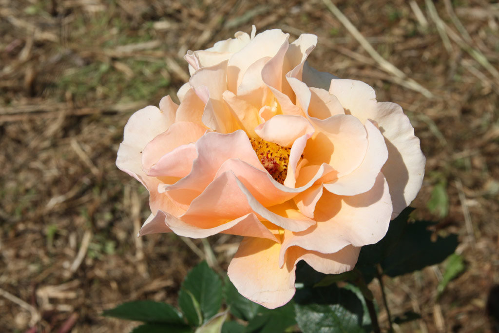 růže Welwyn Garden Glory