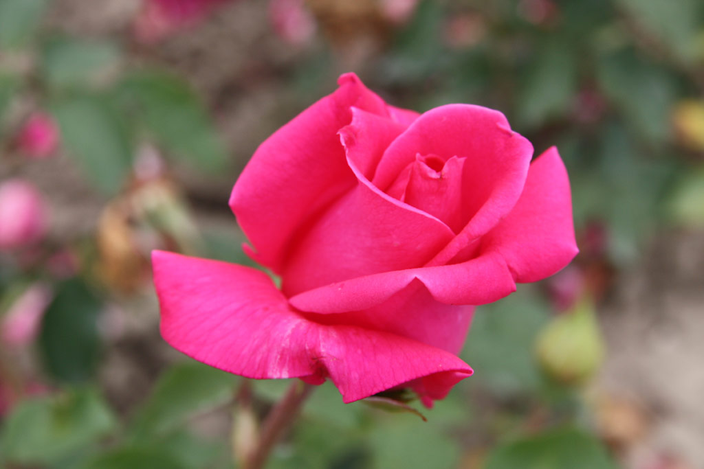 růže Wendy Cussons