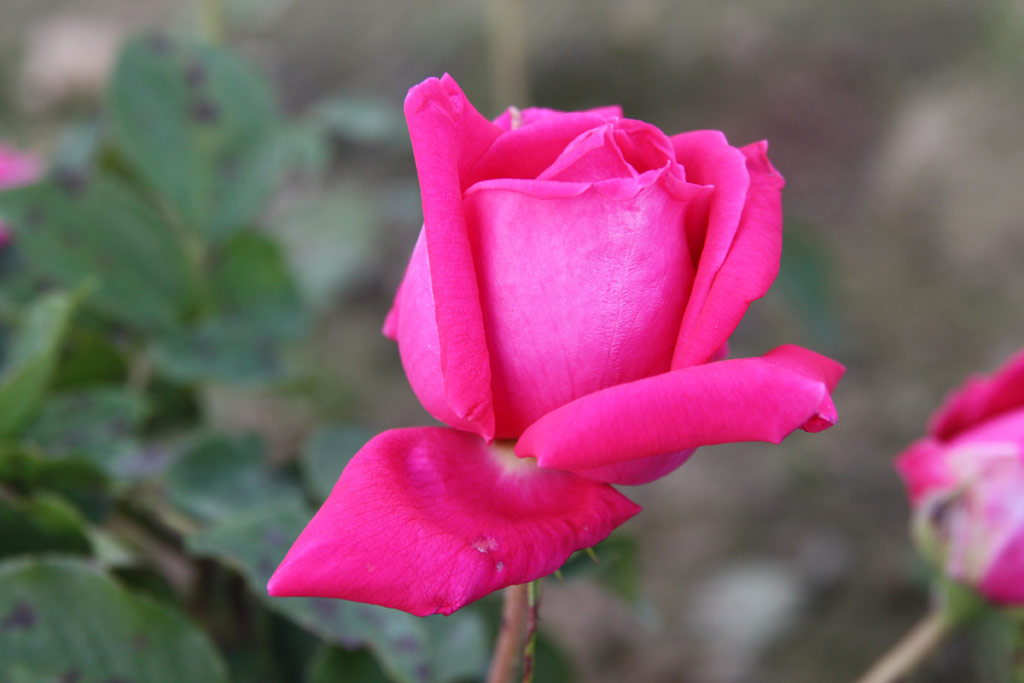 růže Wendy Cussons