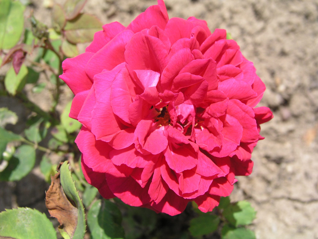růže Wenzel Geschwind