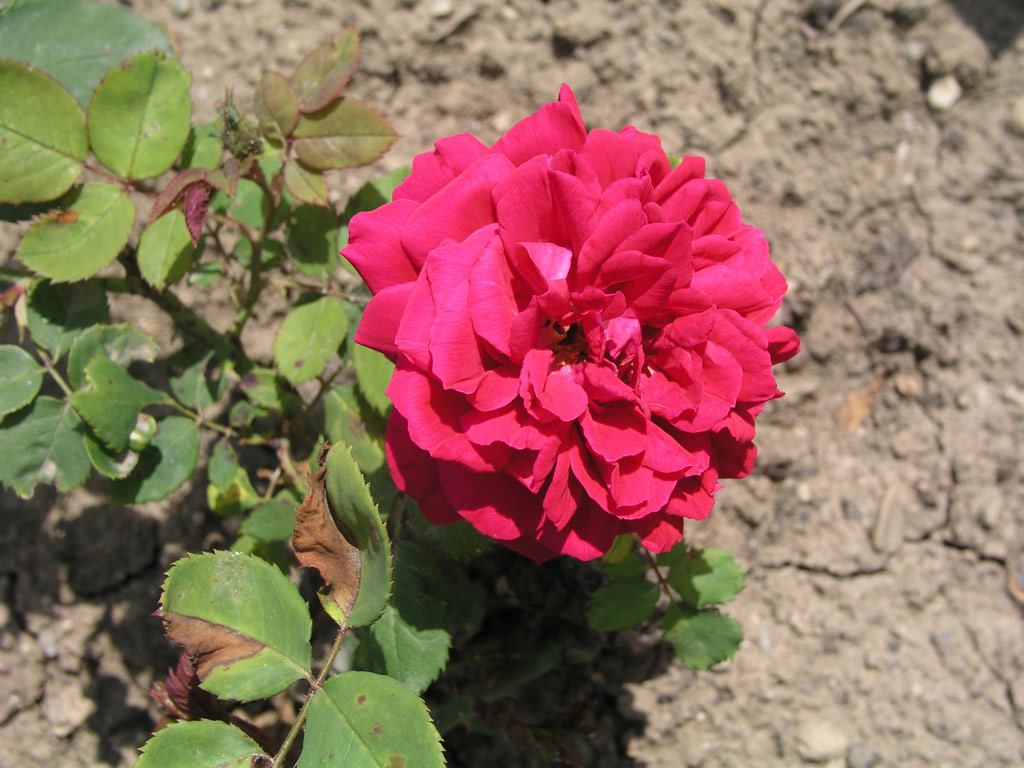 růže Wenzel Geschwind