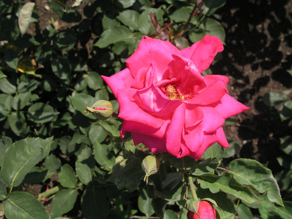 růže Werbek