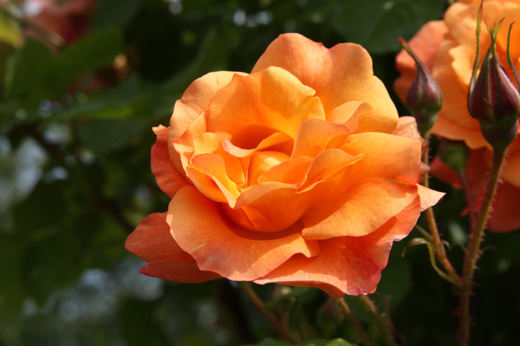 růže Westerland