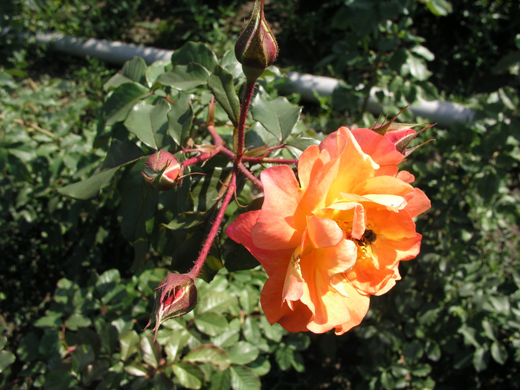 růže Westerland