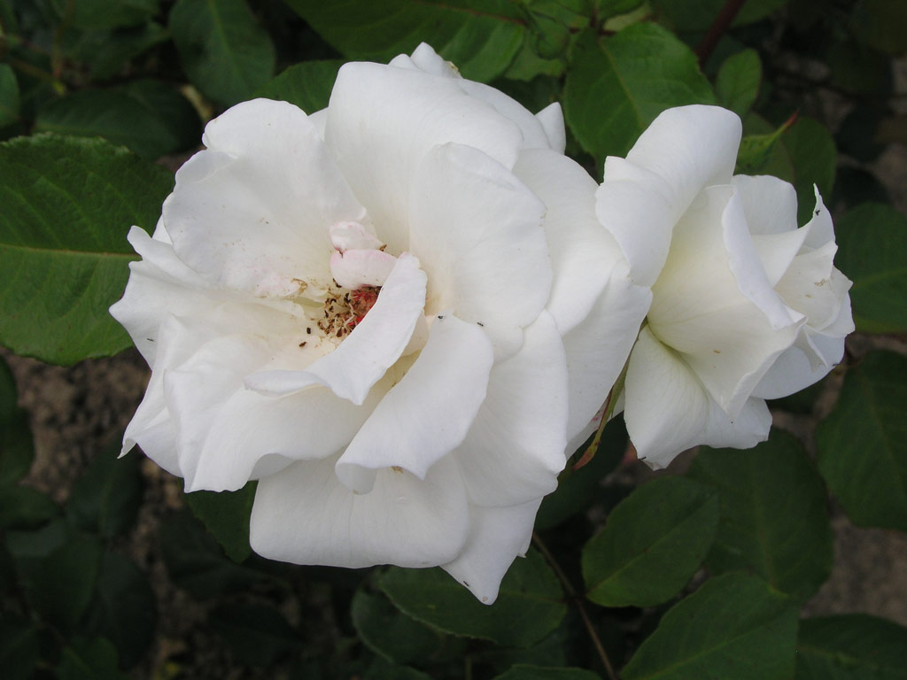 růže White Christmas