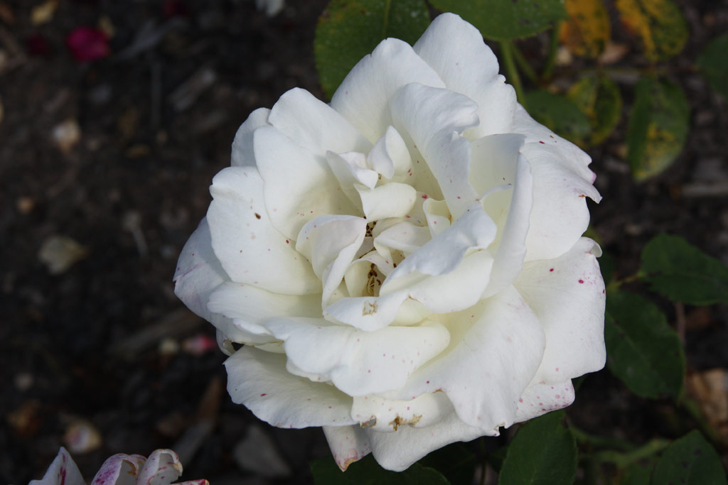 růže White Christmas