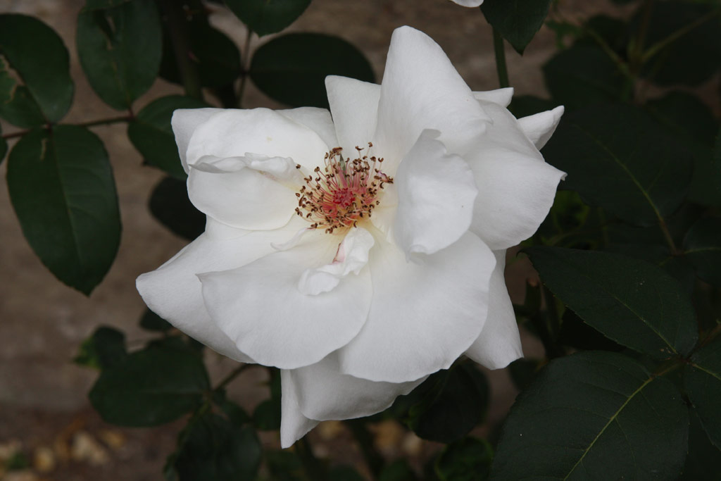 růže White Cockade