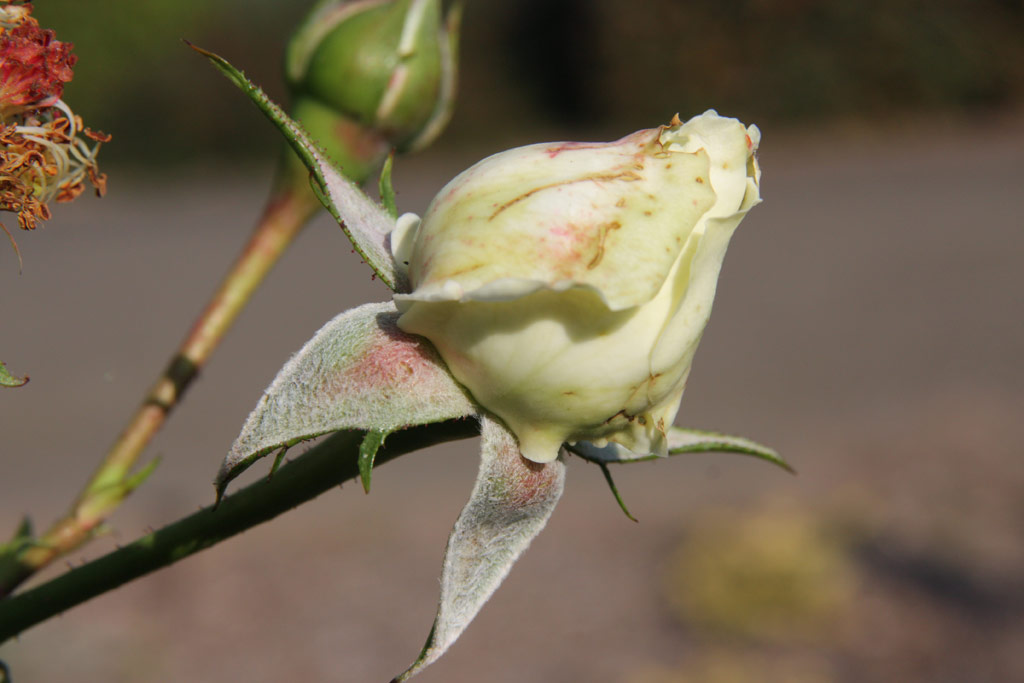 růže White Cockade