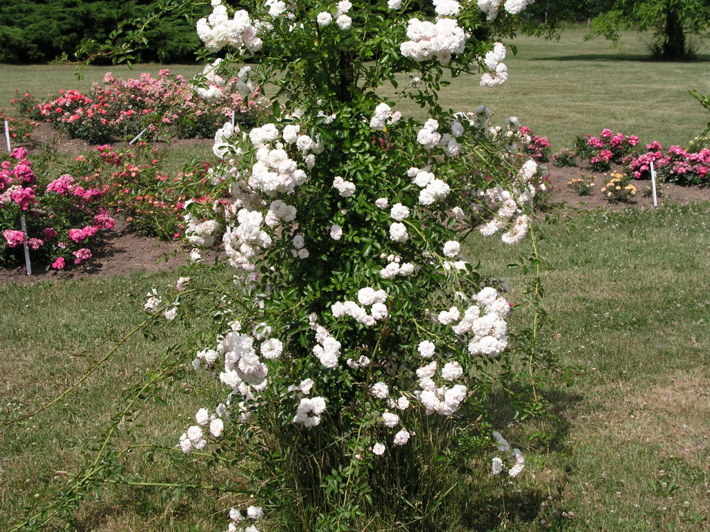 růže White Dorothy Perkins