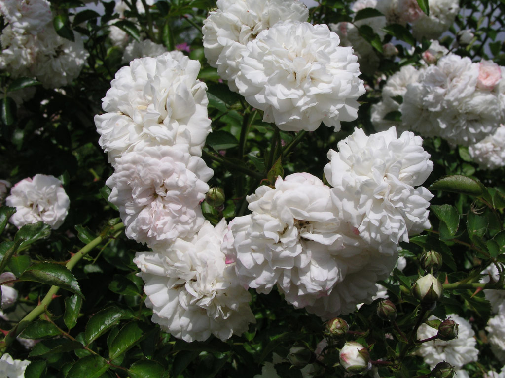 růže White Dorothy Perkins