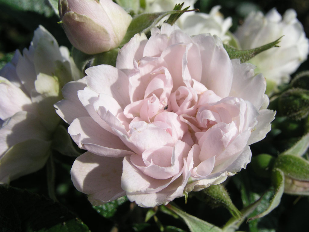 růže White Grootendorst