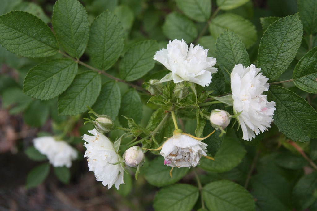 růže White Grootendorst