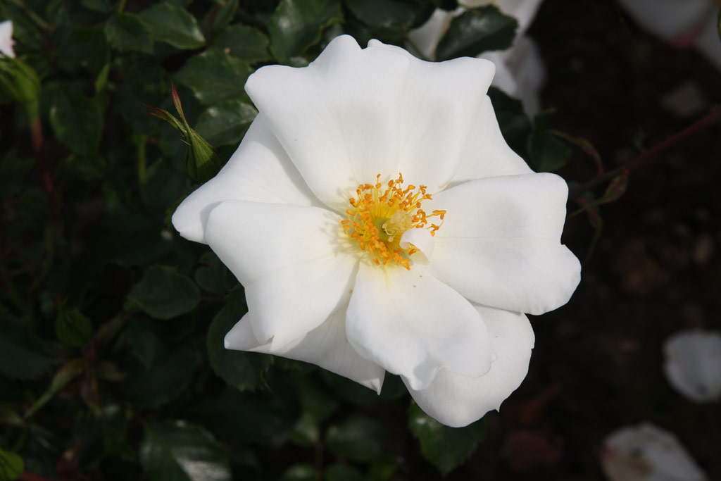 růže White Haze