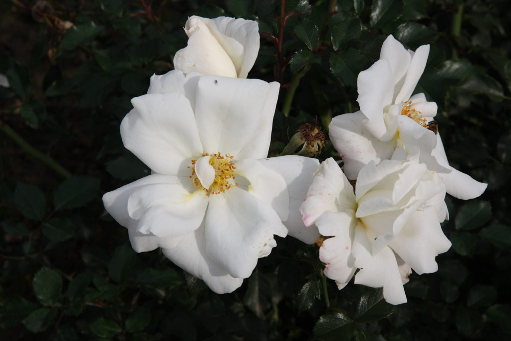 růže White Haze