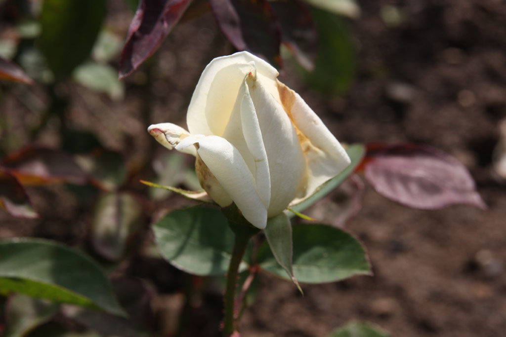 růže White Killarney