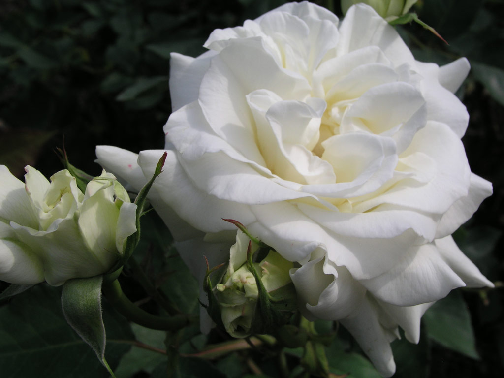 růže White Masterpiece