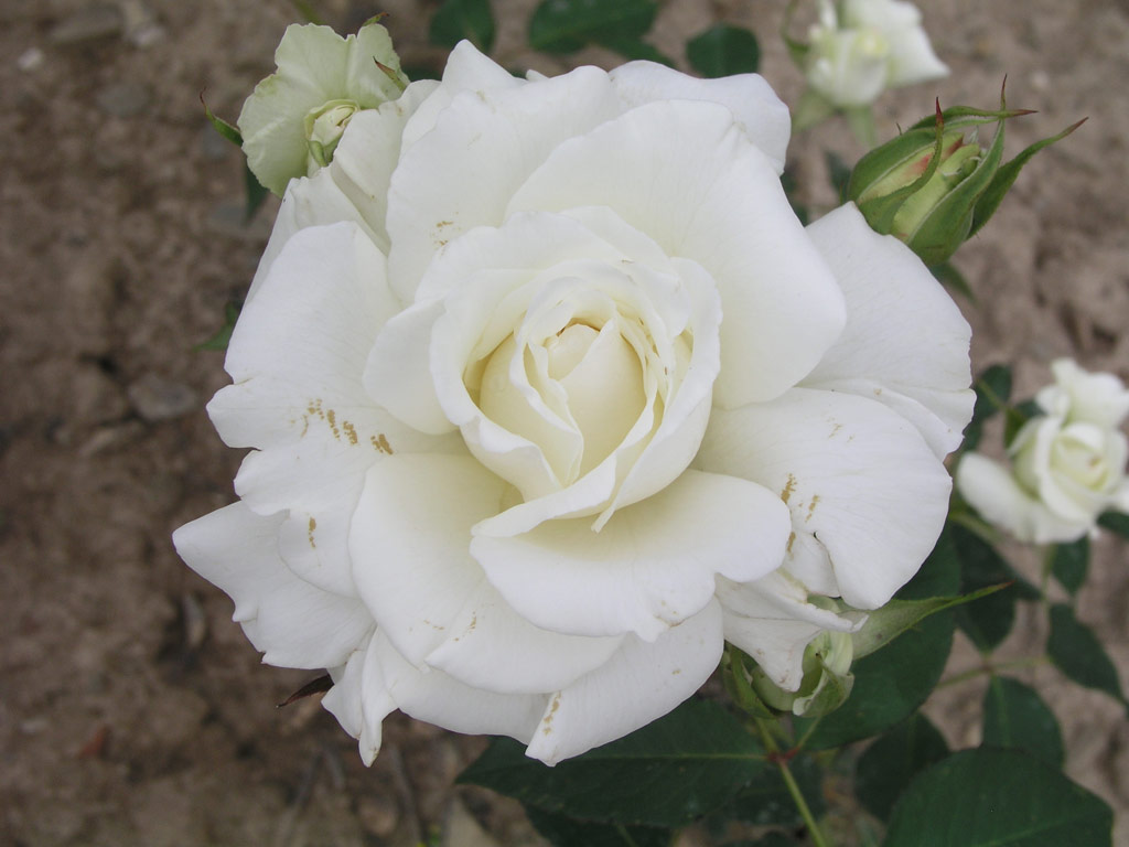 růže White Masterpiece