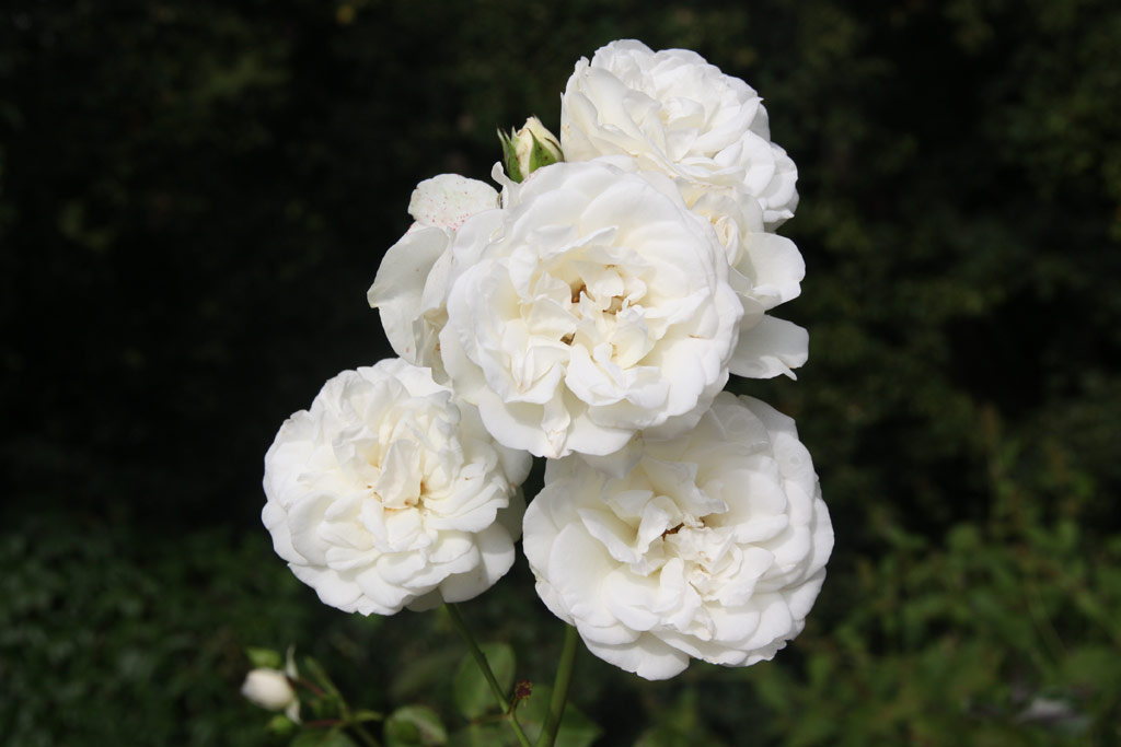 růže White Meidiland