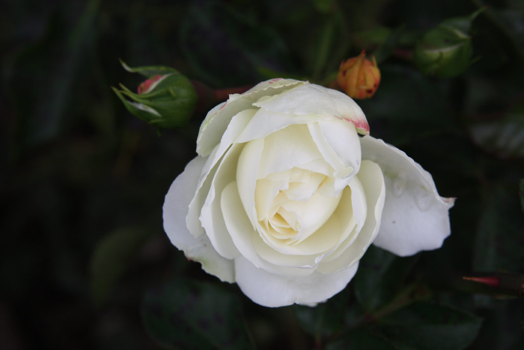 růže White Meidiland