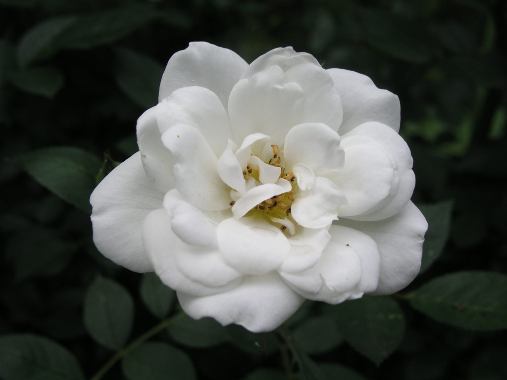 růže White Meillandina