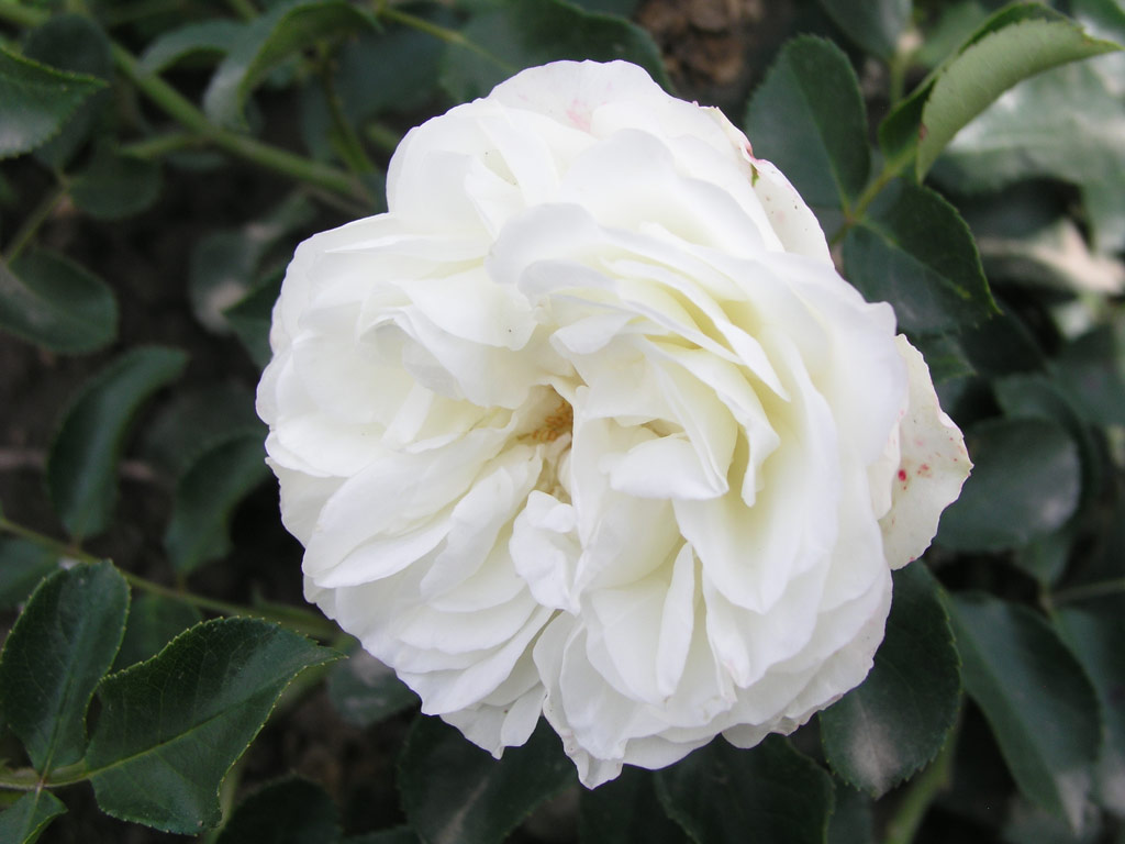 růže White Meillandina