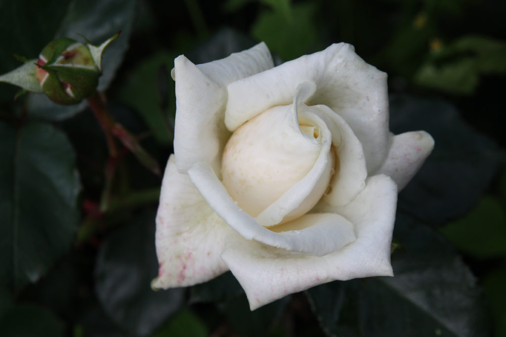 růže White New Dawn