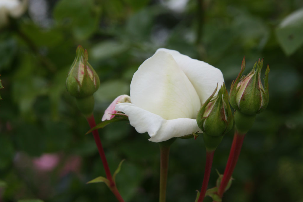 růže White New Dawn