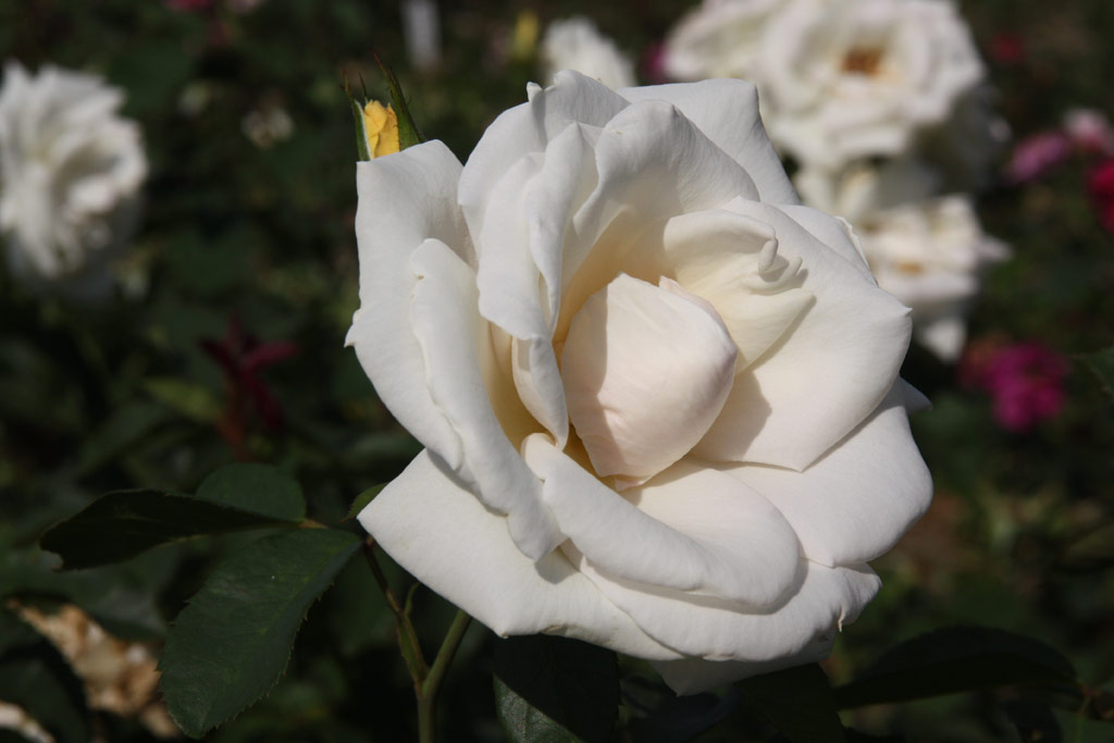 růže White Nights