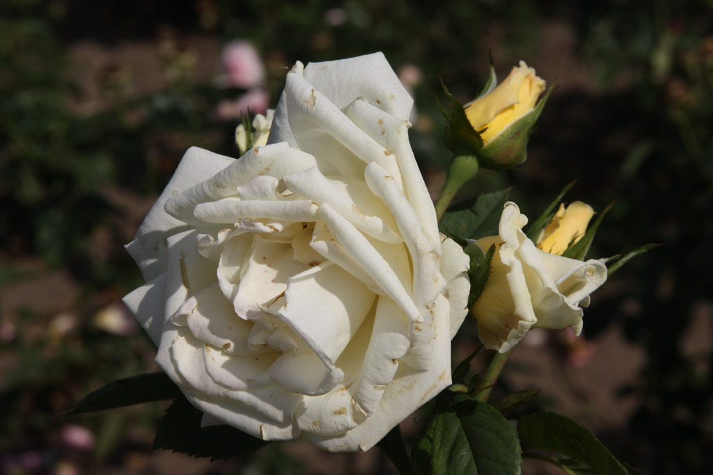 růže White Nights