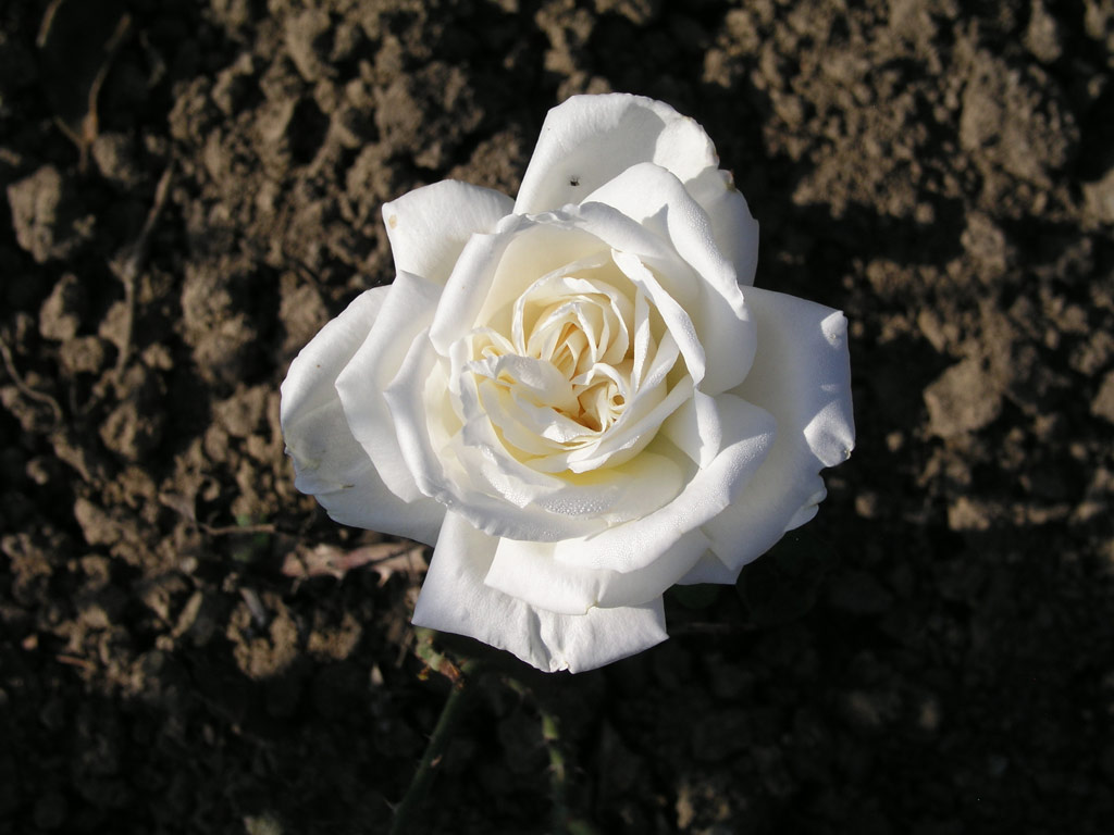 růže White Prince