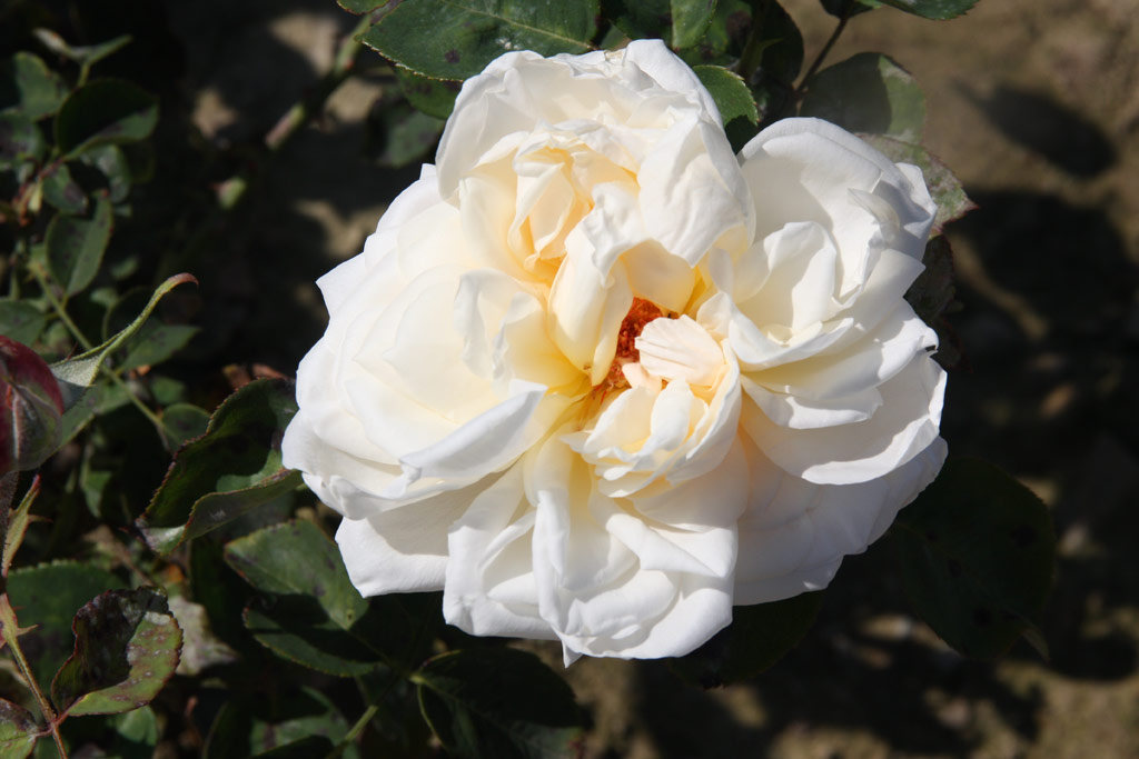růže White Prince