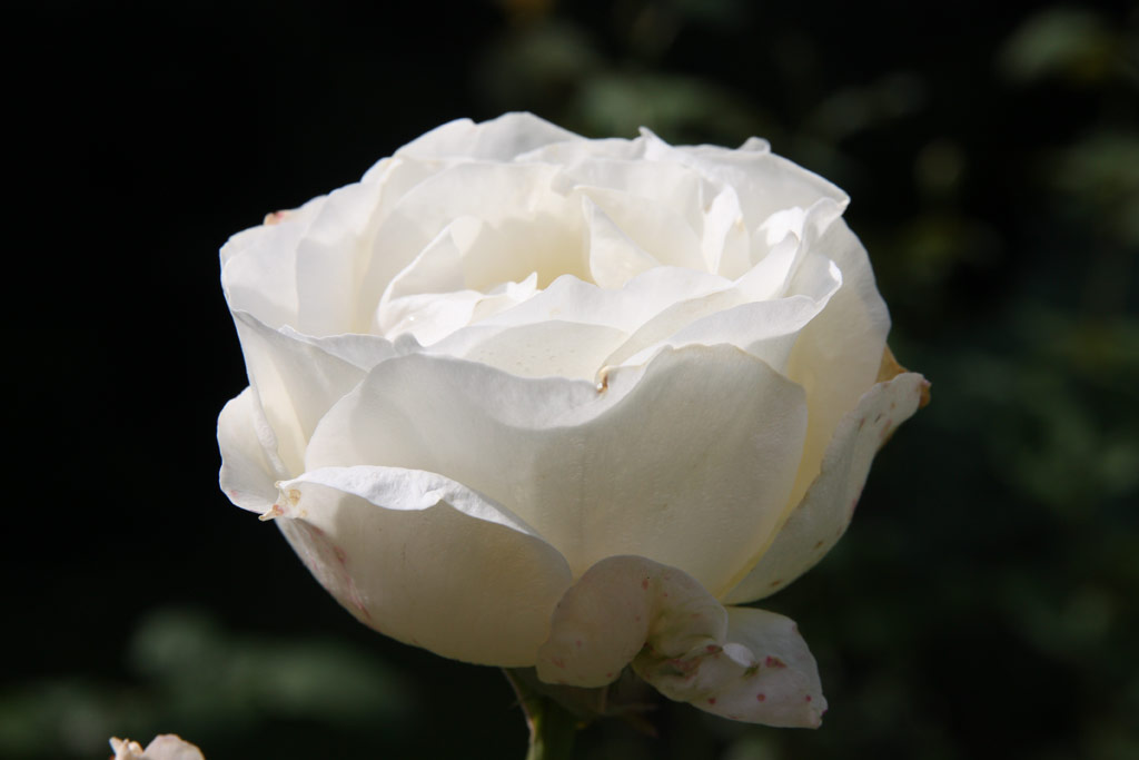 růže White Queen Elizabeth