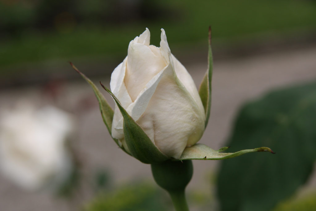 růže White Queen Elizabeth