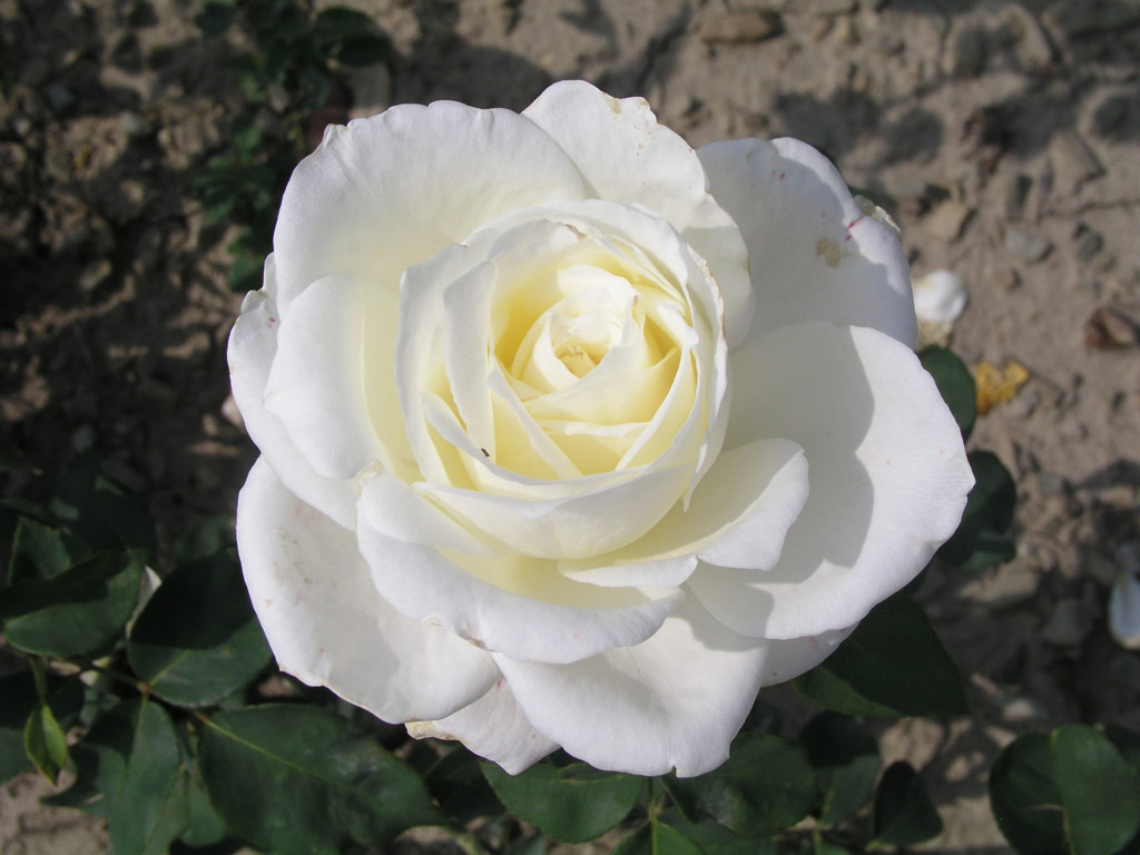 růže White Satin