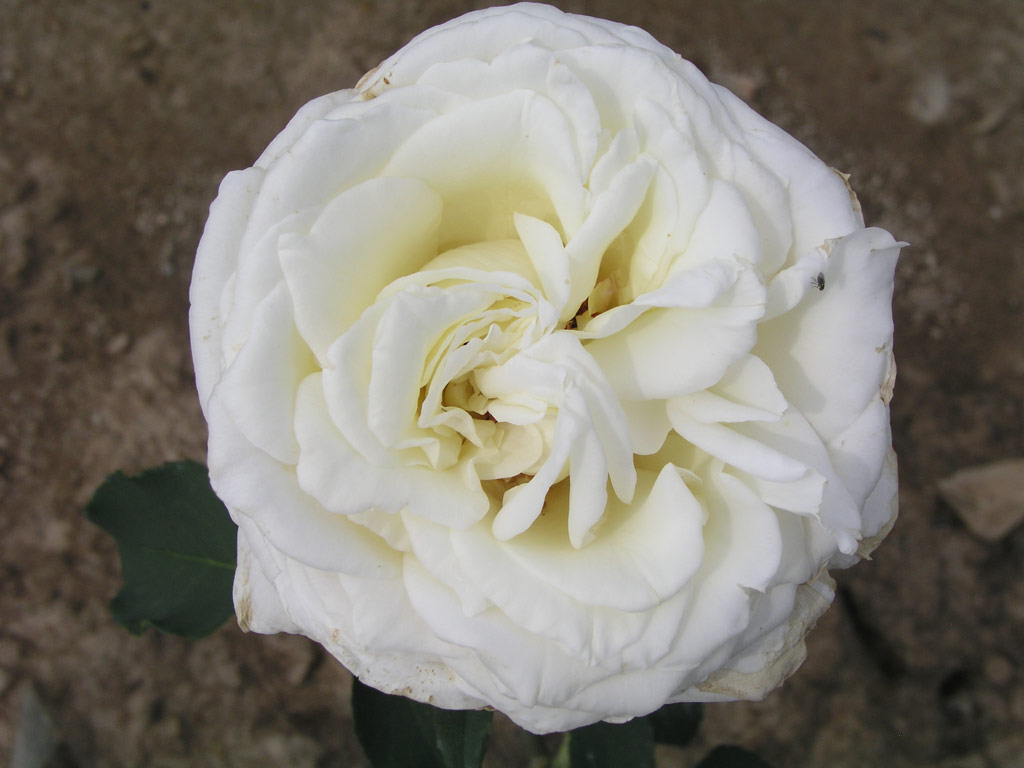 růže White Satin