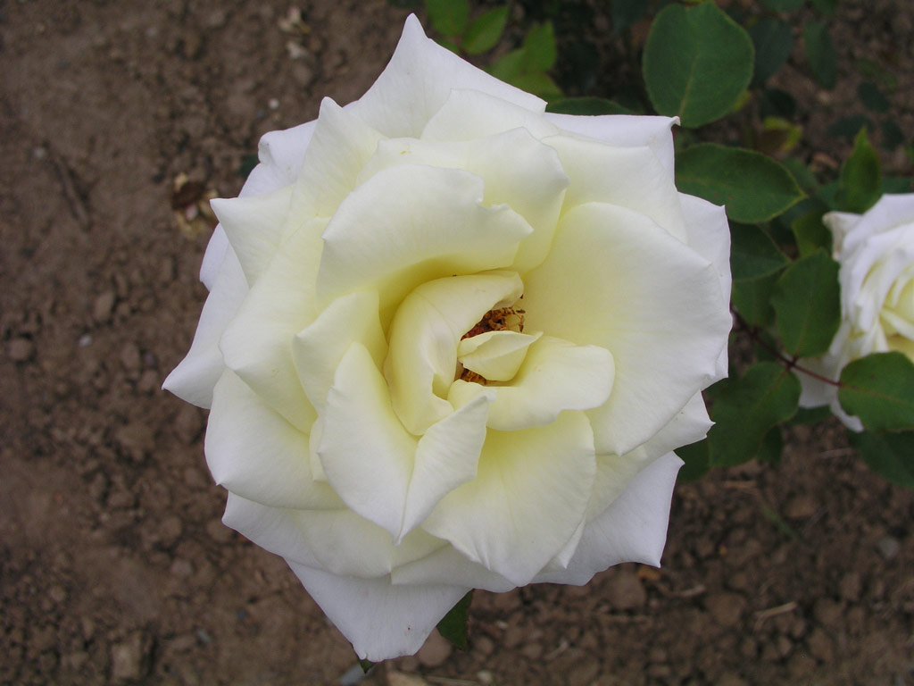 růže White Swan