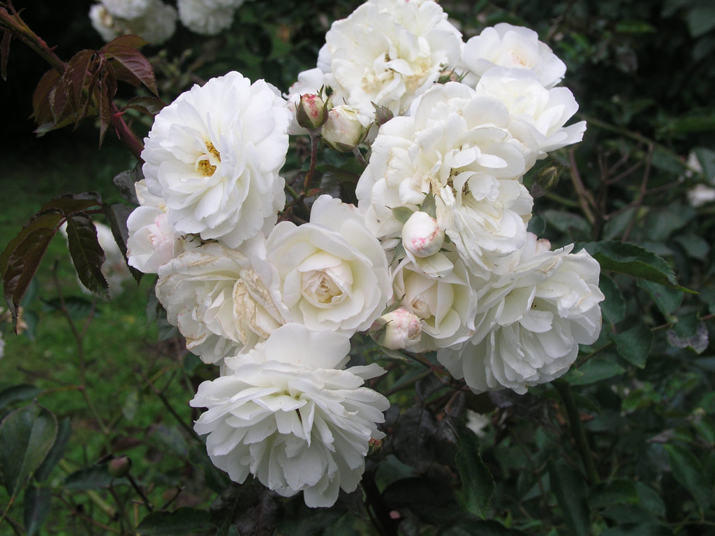 růže White Tausendschn