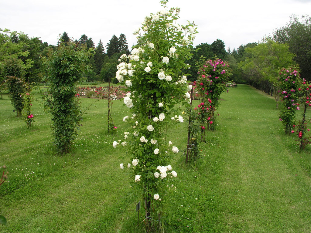 růže White Tausendschn