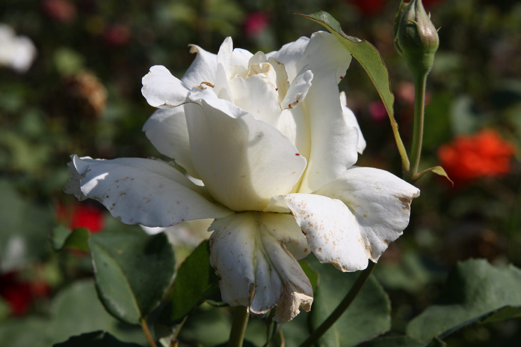 růže White Weekend