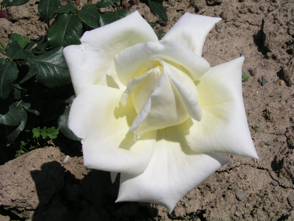 růže White Wings