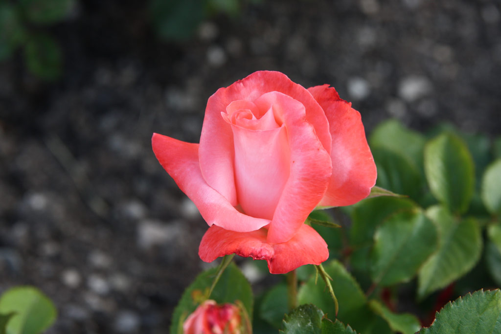 růže Wienerwald