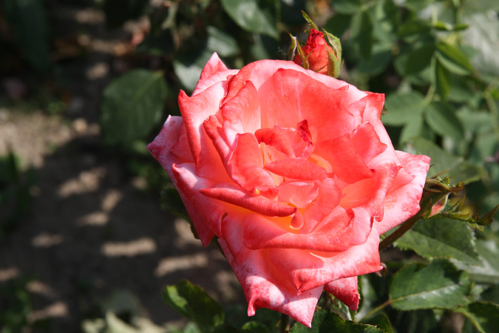 růže Wienerwald