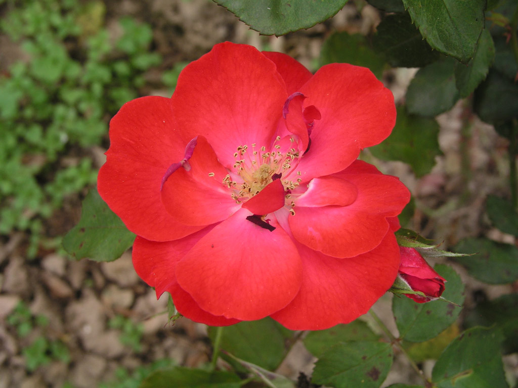 růže Wildfire