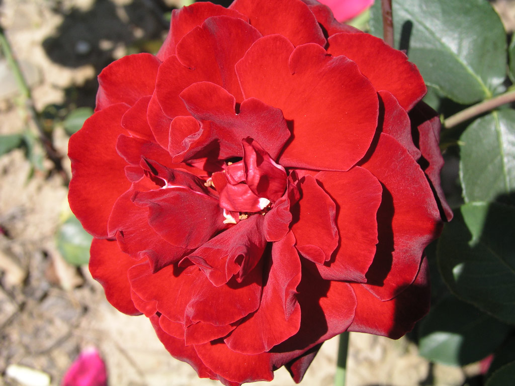 růže Wilfred Norris