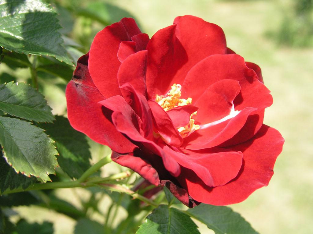 růže Wilhelm Hansmann