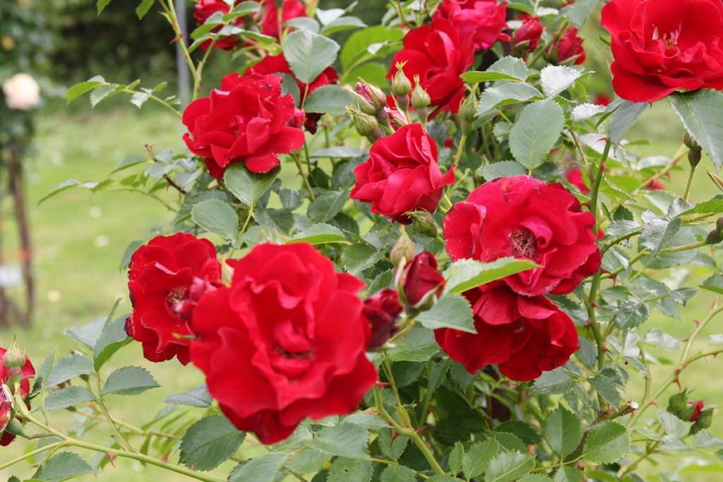růže Wilhelm Hansmann