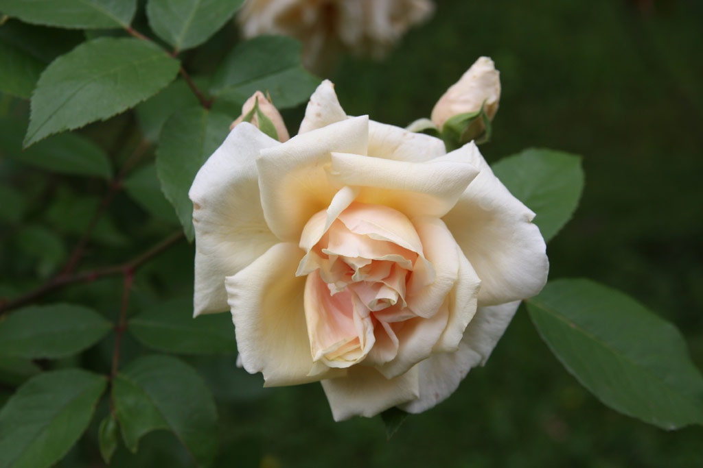 růže William Allen Richardson