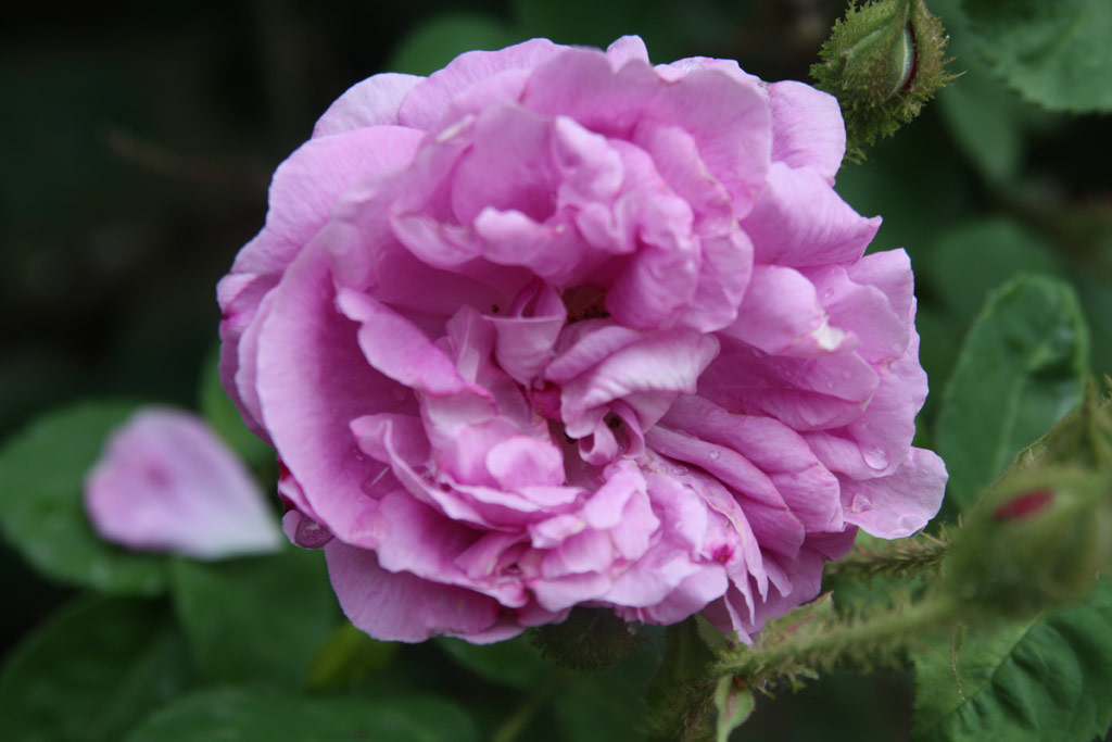 růže William Lobb